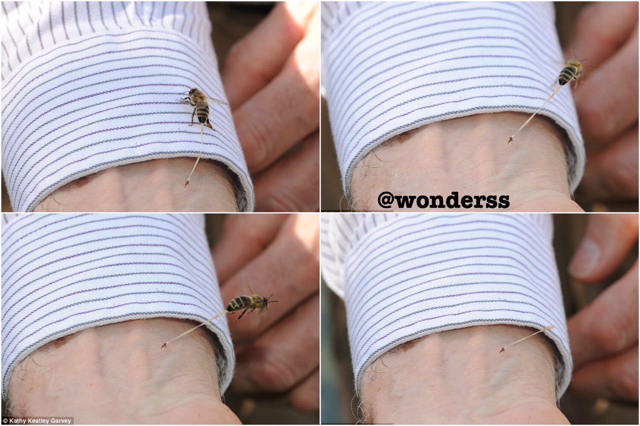 تصاويرى زیبا از لحظه نیش زدن یک زنبور عسل