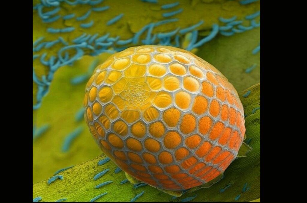 عکس زیبا از تخم پروانه