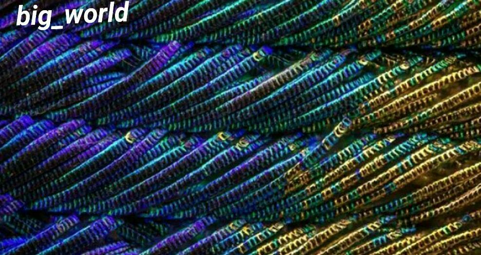 عکس زیبای پر طاووس ریر میکروسکوپ