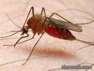 چی میشه که مالاریا می گیریم؟
