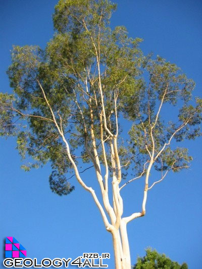 استفاده از درخت اوکالیپتوس برای شناسایی محل ضخایر طلا