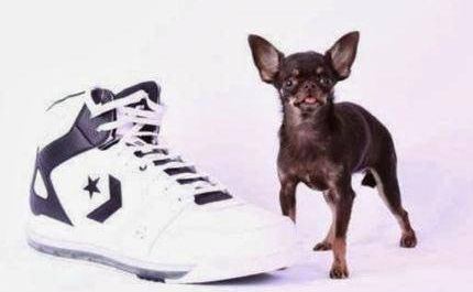 کوچکترین سگ زنده دنیا 