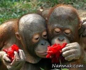 عکس های گل بو کردن حیوانات