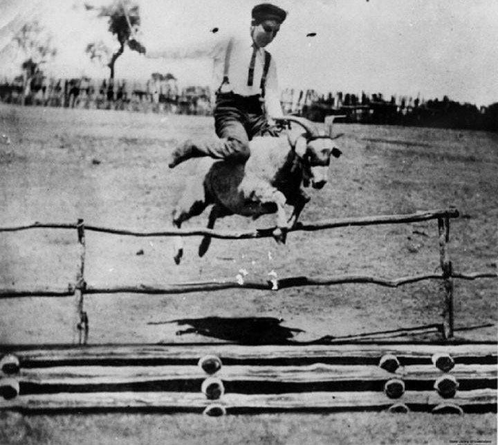 عکس ثبت رکورد پرش با بز از روی مانع! با ارتفاع 1.10 متر در استرالیا سال 1905 میلادی