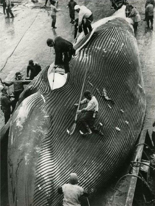 عکس کندن پوست نهنگ شکار شده توسط ماهیگیران ژاپنی در اقیانوس منجمد شمالی - 1937 میلادی