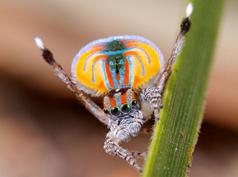 عنکبوت طاووسی نر از رقص پا و نمایش رنگ‌های دلفریبش برای جلب توجه عنکبوت ماده استفاده می‌کند.
