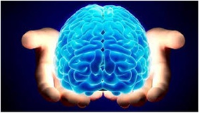 چرا مغز انسان‌ها بزرگ است؟