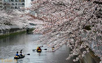 تصاویری بسیار  زیبا از شکوفه‌های گیلاس در چین و ژاپن