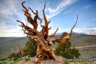 درختان کهنسال با قدمت چند هزار ساله +عکس