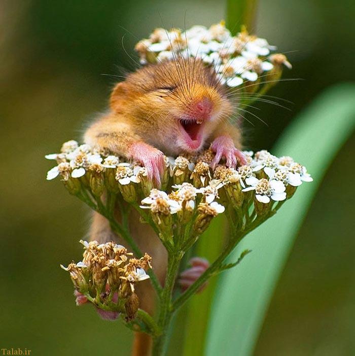 تصاویر جالب از لبخند حیوانات