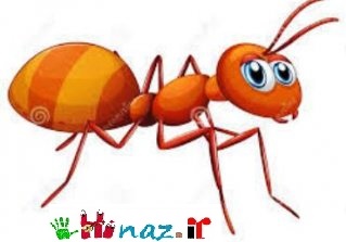داستان مورچه