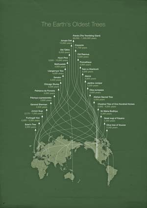 اینفوگرافیک قدیمی ترین درختان جهان