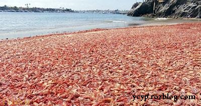 حمله خرچنگ ها به سواحل کالیفرنیا