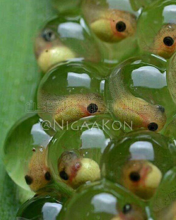 صویری ذره بینی از تعدادی بچه قورباغه داخل تخم