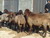توصیه اسکور وضعیت بدنی (BCS) برای گوسفند در مراحل مختلف زندگی