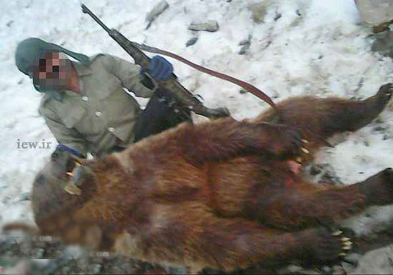 شکار یک خرس قهوه ای کمیاب در کلاردشت