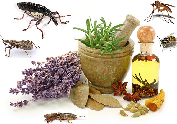  مقاله روشهاي كنترل حشرات با استفاده از گياهان دارويي