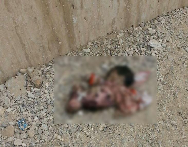 پیدا شدن جسد یک نوزاد در پارک بندر عباس