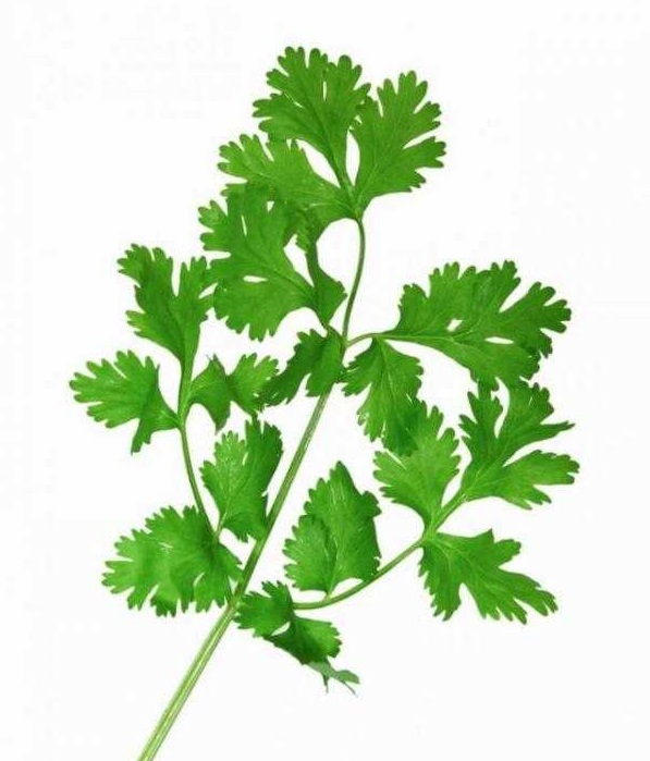 گشنیز نوعی سبزی با نام علمی Coriandrum sativum است. این گیاه بومی جنوب غرب آسیا و شمال آفریقا است و ارتفاع آن تا نیم متر هم می‌رسد. 