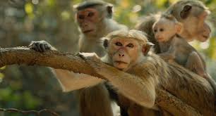 میمون‌ها از نسل پیش‌میمونیان پدید آمده‌ان