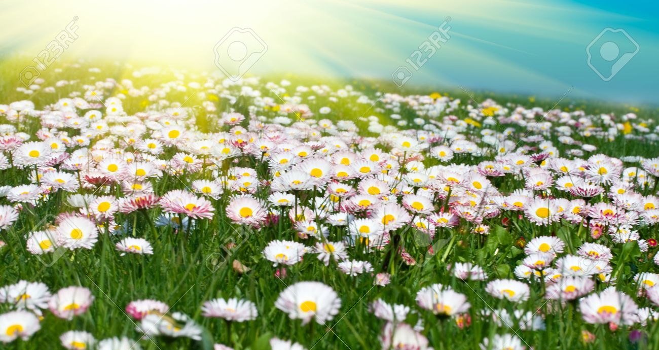 بابونه   Chamomile