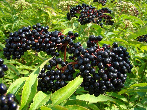 خواص دارویی آقطی سیاه ( انگو کولی ) Elderberry