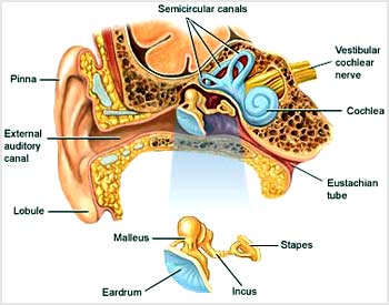 صلی‌ترین عامل ابتلا به عفونت گوش میانی، اختلال عملکرد شیپور استاش است.
