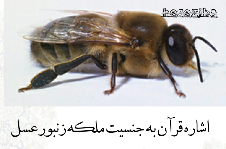 اشاره قرآن به جنسیت ملکه زنبور عسل