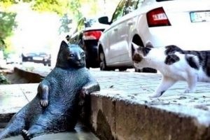 عکس های جالب از طرز نشستن گربه معروف اینستاگرام