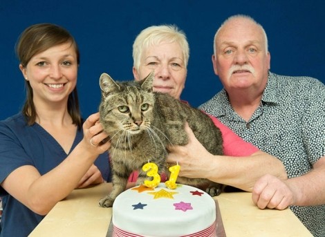 جشن تولد 31 سالگی پیرترین گربه جهان + تصاویر
