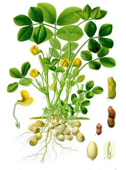 بادام‌زمینی یا پسته‌شامی (همچنین بادام‌کوهی یا پسته زمینی)، نام بوته و میوه‌ای با نام علمی Arachis hypogaea است.