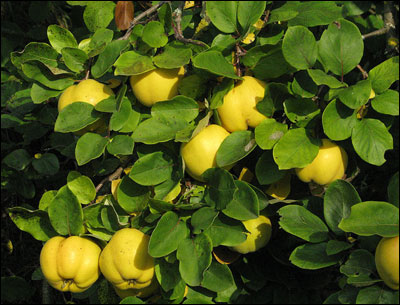 میوهٔ بـِه یا بهی (نام علمی: Cydonia oblonga) دارای گوشت خشک و کرکی است