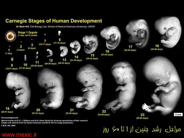 فیلم تشکیل جنین/مراحل لقاح تا رشد جنین