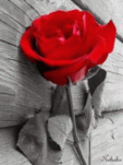 عكس عاشقانه تبديل شدن گل قرمز به قلب