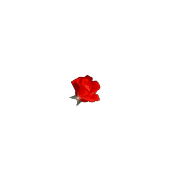 عكس عاشقانه گل قرمز