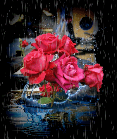 عكس عاشقانه متحرك بارش باران روي گل سرخ