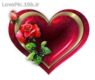 عکس عاشقانه گل سرخ و قلب