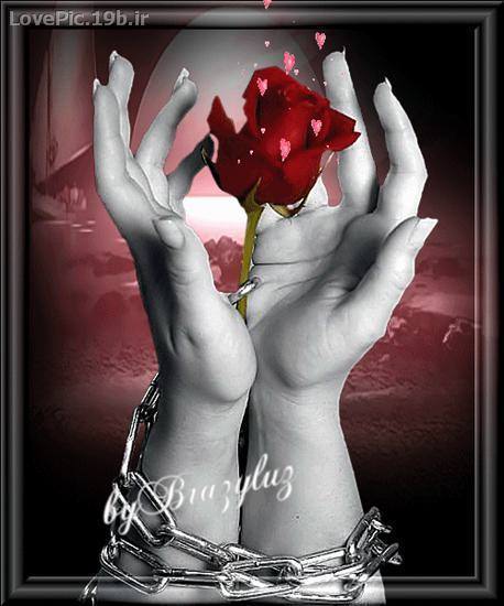 عکس عاشقانه گل سرخ و زنجير