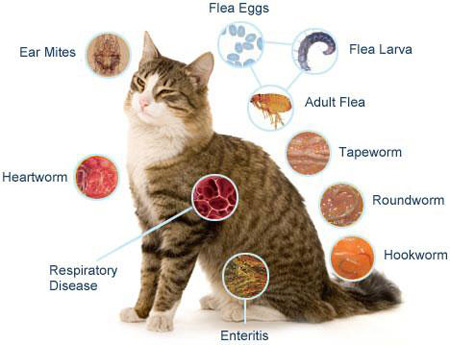 بیماری گربه چیست؟