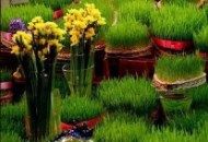 آموزش رایگان سبز کردن سبزه هفت سین عید
