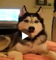 ویدیو سگی که حرف می زنه 
