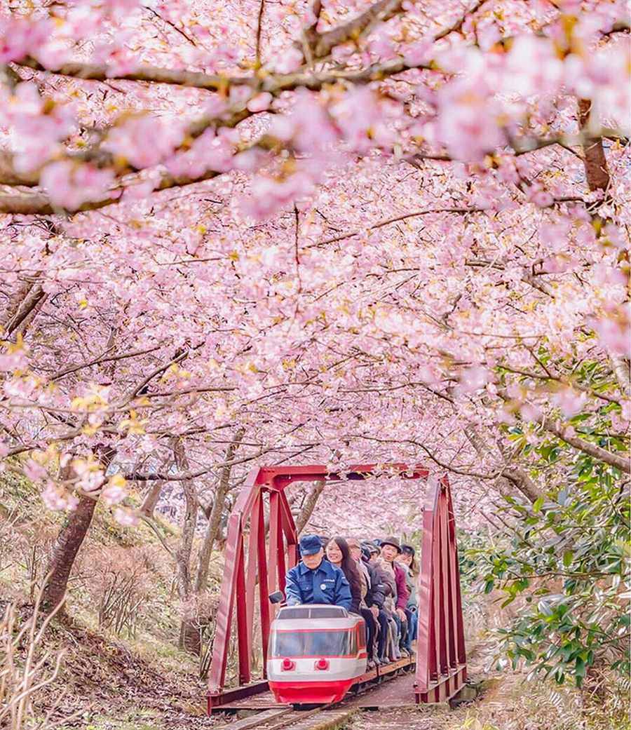 تصاویری زیبا از شکوفه های گیلاس زودهنگام در ژاپن