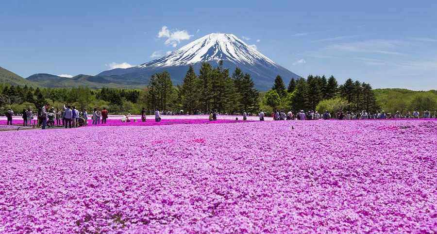 پارکی رویایی و مملو از گل های صورتی در ژاپن
