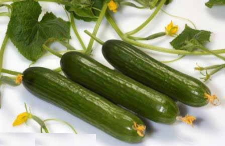 آموزش کاشت و پرورش خیار چنبر - Armenian cucumber