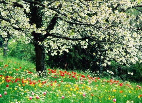 عکس فصل بهار در ایران