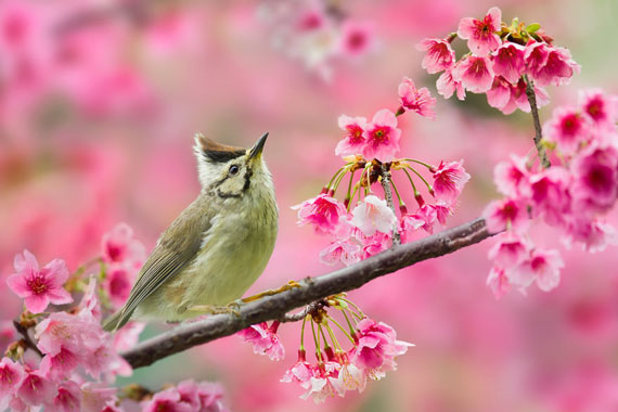 تصاویر زیبای فصل بهار