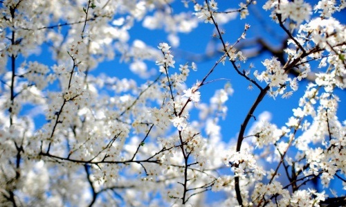 دانلود تصاویر فصل بهار