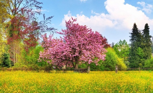 تصاویر طبیعت در فصل بهار