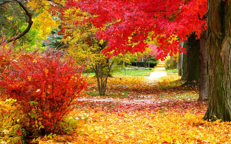 عکسهای پاییز با کیفیت hd
