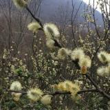 با آمدن فصل بهار؛ آذربایجان غربی با بوی بیدمشک عطرآگین می شود / گیاهی سرشار از خاصیت دارویی